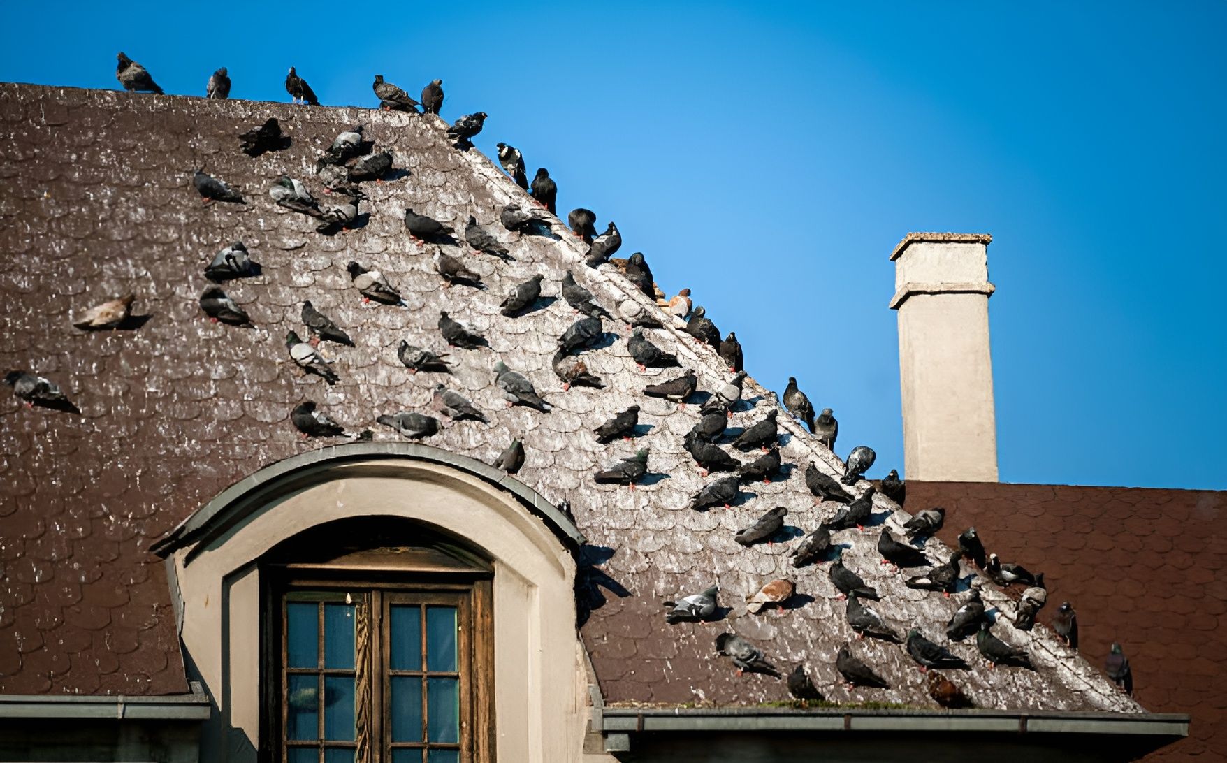 How To Clean Bird Poop Off Roof Shingles How To Clean Bird Poop Off 